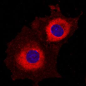 Ribosomal Protein S6/RPS6 was detected in immersion fixed MM55K mouse kidney cell line using Mouse Anti-Human/Mouse/Rat Ribosomal Protein S6/RPS6 Monoclonal Antibody (Catalog # MAB5436) at 25 µg/mL for 3 hours at room temperature. Cells were stained using the NorthernLights™ 557-conjugated Anti-Mouse IgG Secondary Antibody (red; Catalog # NL007) and counterstained with DAPI (blue). Specific staining was localized to cytoplasm. View our protocol for Fluorescent ICC Staining of Cells on Coverslips.