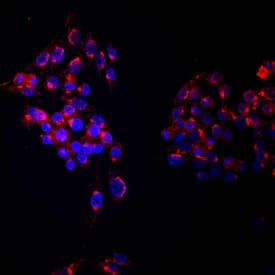 Immunocytochemistry Ryk Antibody