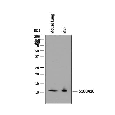 Western blot shows lysates of mouse lung and MEF mouse embryonic feeder cells. PVDF membrane was probed with 0.1 µg/mL of Goat Anti-Mouse S100A10 Antigen Affinity-purified Polyclonal Antibody (Catalog # AF2377) followed by HRP-conjugated Anti-Goat IgG Secondary Antibody (Catalog # HAF017). A specific band was detected for S100A10 at approximately 11 kDa (as indicated). This experiment was conducted under reducing conditions and using Immunoblot Buffer Group 1.