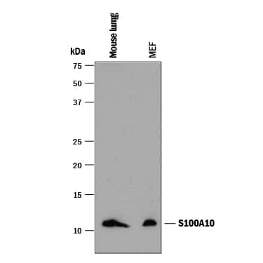 Western blot shows lysates of mouse lung tissue and MEF mouse embryonic feeder cells. PVDF membrane was probed with 1 µg/mL of Rat Anti-Mouse S100A10 Monoclonal Antibody (Catalog # MAB2377) followed by HRP-conjugated Anti-Rat IgG Secondary Antibody (Catalog # HAF005). A specific band was detected for S100A10 at approximately 11 kDa (as indicated). This experiment was conducted under reducing conditions and using Immunoblot Buffer Group 1.