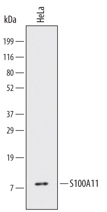 Western blot shows lysates of HeLa human cervical epithelial carcinoma cell line. PVDF Membrane was probed with 2 µg/mL of Human S100A11 Monoclonal Antibody (Catalog # MAB4874) followed by HRP-conjugated Anti-Mouse IgG Secondary Antibody (Catalog # HAF007). A specific band was detected for S100A11 at approximately 10 kDa (as indicated). This experiment was conducted under reducing conditions and using Immunoblot Buffer Group 1.