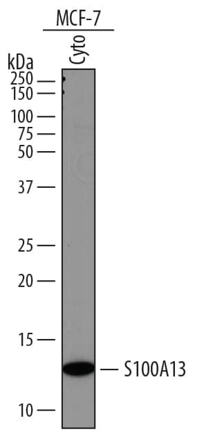 Western blot shows lysates of MCF-7 human breast cancer cell line. Gels were loaded with 25 µg of cytoplasmic (Cyto) extracts. PVDF membrane was probed with 1 µg/mL of Goat Anti-Human S100A13 Antigen Affinity-purified Polyclonal Antibody (Catalog # AF4327) followed by HRP-conjugated Anti-Goat IgG Secondary Antibody (HAF017). A specific band was detected for S100A13 at approximately 12 kDa (as indicated). This experiment was conducted under reducing conditions and using Immunoblot Buffer Group 1.