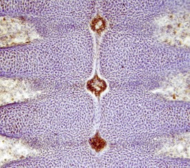 Immunohistochemistry S100A13 Antibody