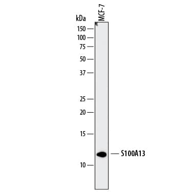Western Blot S100A13 Antibody (854114)