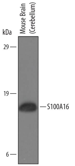 Western blot shows lysates of mouse brain (cerebellum) tissue. PVDF Membrane was probed with 1 µg/mL of Mouse S100A16 Antigen Affinity-purified Polyclonal Antibody (Catalog # AF6397) followed by HRP-conjugated Anti-Sheep IgG Secondary Antibody (Catalog # HAF016). A specific band was detected for S100A16 at approximately 15 kDa (as indicated). This experiment was conducted under reducing conditions and using Immunoblot Buffer Group 8.