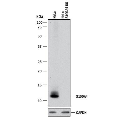 <b>Genetic Strategies Validation. </b>Western blot shows lysates of HeLa human cervical epithelial carcinoma parental cell line and S100A4 knockout HeLa cell line (KO). PVDF membrane was probed with 1 µg/mL of Sheep Anti-Human/Mouse S100A4 Antigen Affinity-purified Polyclonal Antibody (Catalog # AF4138) followed by HRP-conjugated Anti-Sheep IgG Secondary Antibody (Catalog # HAF016). A specific band was detected for S100A4 at approximately 12 kDa (as indicated) in the parental HeLa cell line, but is not detectable in knockout HeLa cell line. GAPDH (Catalog # AF5718) is shown as a loading control. This experiment was conducted under reducing conditions and using Immunoblot Buffer Group 1.