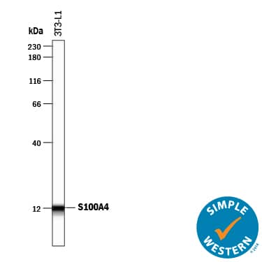 Simple Western lane view shows lysates of 3T3-L1 mouse embryonic fibroblast adipose-like cell line, loaded at 0.2 mg/mL. A specific band was detected for S100A4 at approximately 12 kDa (as indicated) using 10 µg/mL of Sheep Anti-Human/Mouse S100A4 Antigen Affinity-purified Polyclonal Antibody (Catalog # AF4138) followed by 1:50 dilution of HRP-conjugated Anti-Sheep IgG Secondary Antibody (Catalog # HAF016). This experiment was conducted under reducing conditions and using the 12-230 kDa separation system.