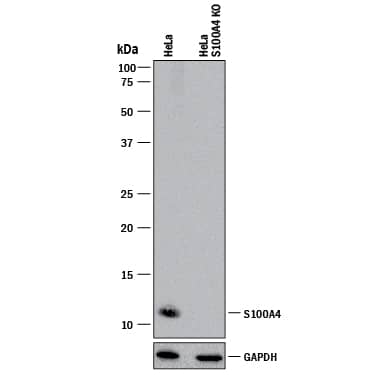 <b>Genetic Strategies Validation. </b>Western blot shows lysates of HeLa human cervical epithelial carcinoma parental cell line and S100A4 knockout HeLa cell line (KO). PVDF membrane was probed with 2 µg/mL of Mouse Anti-Human S100A4 Monoclonal Antibody (Catalog # MAB4137) followed by HRP-conjugated Anti-Mouse IgG Secondary Antibody (Catalog # HAF018). A specific band was detected for S100A4 at approximately 12 kDa (as indicated) in the parental HeLa cell line, but is not detectable in knockout HeLa cell line. GAPDH (Catalog # MAB5718) is shown as a loading control. This experiment was conducted under reducing conditions and using Immunoblot Buffer Group 1.