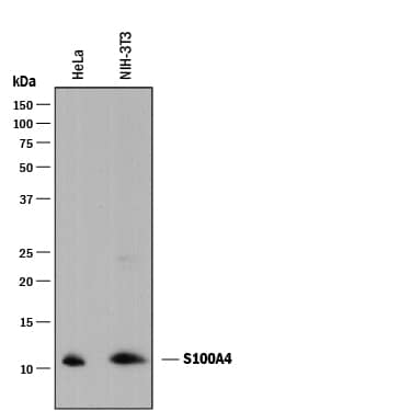 Western blot shows lysates of HeLa human cervical epithelial carcinoma cell line and NIH-3T3 mouse embryonic fibroblast cell line. PVDF membrane was probed with 2 µg/mL of Mouse Anti-Human S100A4 Monoclonal Antibody (Catalog # MAB4137) followed by HRP-conjugated Anti-Mouse IgG Secondary Antibody (Catalog # HAF018). A specific band was detected for S100A4 at approximately 11 kDa (as indicated). This experiment was conducted under reducing conditions and using Immunoblot Buffer Group 1.