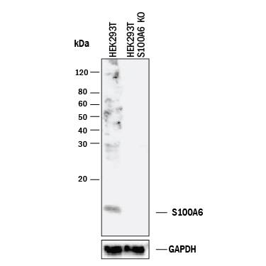 <b>Genetic Strategies Validation. </b>Western blot shows lysates of HEK293T human embryonic kidney parental cell line and S100A6 knockout HEK293T cell line (KO). PVDF membrane was probed with 1 µg/mL of Sheep Anti-Human/Mouse S100A6 Antigen Affinity-purified Polyclonal Antibody (Catalog # AF4584) followed by HRP-conjugated Anti-Sheep IgG Secondary Antibody (HAF016). A specific band was detected for S100A6 at approximately 10 kDa (as indicated) in the parental HEK293T cell line, but is not detectable in knockout HEK293T cell line. GAPDH (Catalog # AF5718) is shown as a loading control. This experiment was conducted under reducing conditions and using Immunoblot Buffer Group 1.