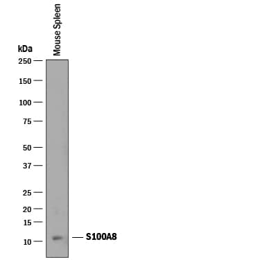 Western blot shows lysates of mouse spleen tissue. PVDF membrane was probed with 0.25 µg/mL of Goat Anti-Mouse S100A8 Antigen Affinity-purified Polyclonal Antibody (Catalog # AF3059) followed by HRP-conjugated Anti-Goat IgG Secondary Antibody (Catalog # HAF019). A specific band was detected for S100A8 at approximately 10-11 kDa (as indicated). This experiment was conducted under reducing conditions and using Immunoblot Buffer Group 1.