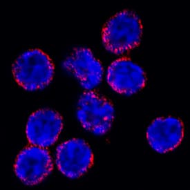 Immunocytochemistry S100A9 Antibody [Unconjugated]