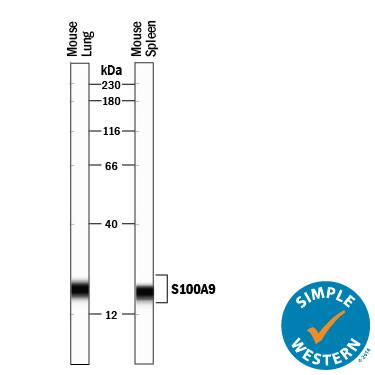 Simple Western lane view shows lysates of mouse lung tissue and mouse spleen tissue, loaded at 0.2 mg/mL. A specific band was detected for S100A9 at approximately 20 kDa (as indicated) using 2 µg/mL of Goat Anti-Mouse S100A9 Antigen Affinity-purified Polyclonal Antibody (Catalog # AF2065) followed by 1:50 dilution of HRP-conjugated Anti-Goat IgG Secondary Antibody (HAF109). This experiment was conducted under reducing conditions and using the 12-230 kDa separation system.