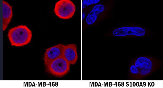 <b>Genetic Strategies Validation. </b>S100A9 was detected in immersion fixed MDA-MB-468 human breast cancer cell line but is not detected in S100A9 knockout (KO) MDA-MB-468 cell line using Sheep Anti-Human S100A9 Antigen Affinity-purified Polyclonal Antibody (Catalog # AF5578) at 1.7 µg/mL for 3 hours at room temperature. Cells were stained using the NorthernLights™ 557-conjugated Anti-Sheep IgG Secondary Antibody (red; Catalog # NL010) and counterstained with DAPI (blue). Specific staining was localized to cytoplasm. View our protocol for Fluorescent ICC Staining of Cells on Coverslips.