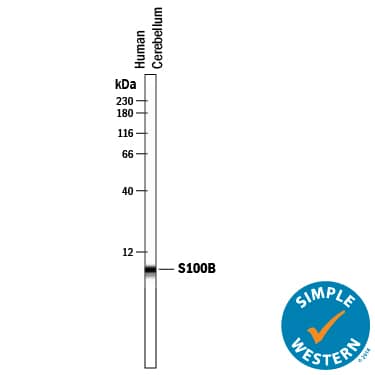 Simple Western lane view shows lysates of human brain (cerebellum) tissue, loaded at 0.2 mg/mL. A specific band was detected for S100B at approximately 4 kDa (as indicated) using 10 µg/mL of Goat Anti-Human S100B Antigen Affinity-purified Polyclonal Antibody (Catalog # AF1820) . This experiment was conducted under reducing conditions and using the 12-230 kDa separation system.
