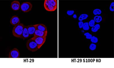 Knockout Validated S100P Antibody [Unconjugated]