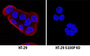 <b>Genetic Strategies Validation. </b>S100P was detected in immersion fixed HT-29 human colon adenocarcinoma cell line but is not detected in S100P knockout (KO) HT-29 Human Cell Line cell line using Mouse Anti-Human S100P Monoclonal Antibody (Catalog # MAB2957) at 0.1 µg/mL for 3 hours at room temperature. Cells were stained using the NorthernLights™ 557-conjugated Anti-Goat IgG Secondary Antibody (red; Catalog # NL001) and counterstained with DAPI (blue). Specific staining was localized to cytoplasm. View our protocol for Fluorescent ICC Staining of Cells on Coverslips.