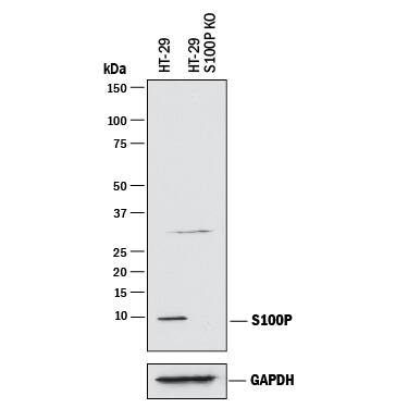 Western blot shows lysates of HT-29 human colon adenocarcinoma parental cell line and S100P knockout HT-29 cell line (KO). PVDF membrane was probed with 1 µg/mL of Mouse Anti-Human S100P Monoclonal Antibody (Catalog # MAB2957) followed by HRP-conjugated Anti-Mouse IgG Secondary Antibody (Catalog # HAF018). A specific band was detected for S100P at approximately 10 kDa (as indicated) in the parental HT-29 cell line, but is not detectable in knockout HT-29 cell line. GAPDH (Catalog # AF5718) is shown as a loading control. This experiment was conducted under reducing conditions and using Immunoblot Buffer Group 1.