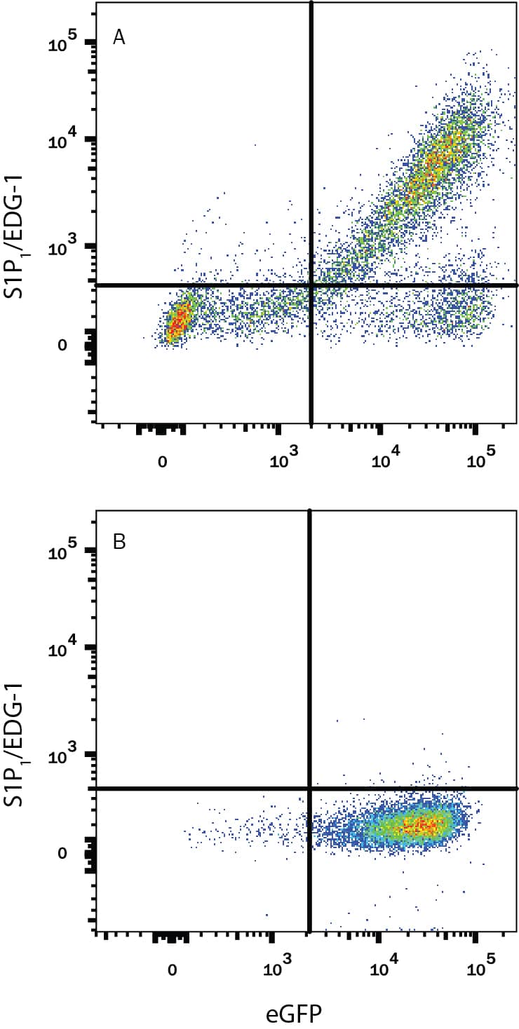 CHO Chinese hamster ovary cell line transfected with either (A) human S1P1/EDG-1 or (B) irrelevant transfectants and eGFP were stained with Mouse Anti-Human S1P1/EDG-1 APC-conjugated Monoclonal Antibody (Catalog # FAB2016A). Quadrant markers were set based on control antibody staining (Catalog # IC0041A). View our protocol for Staining Membrane-associated Proteins.