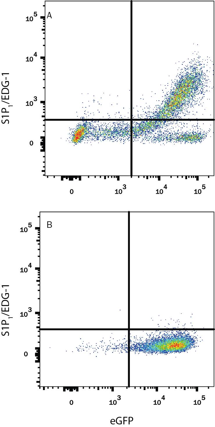 CHO Chinese hamster ovary cell line transfected with either (A) human S1P1/EDG-1 or (B) irrelevant transfectants and eGFP were stained with Mouse Anti-Human S1P1/EDG-1 Alexa Fluor® 700-conjugated Monoclonal Antibody (Catalog # FAB2016N). Quadrant markers were set based on control antibody staining (Catalog # IC0041N). View our protocol for Staining Membrane-associated Proteins.