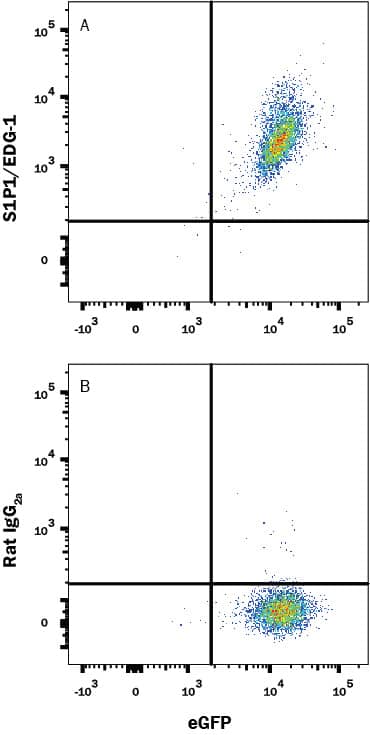HEK293 human embryonic kidney cell line transfected with mouse S1P1/EDG-1 and GFP was stained with either (A) Rat Anti-Mouse S1P1/EDG-1 Alexa Fluor® 647-conjugated Monoclonal Antibody (Catalog # FAB7089R) or (B) Rat IgG2A Alexa Fluor 647 Isotype Control (Catalog # IC006R). View our protocol for Staining Membrane-associated Proteins.