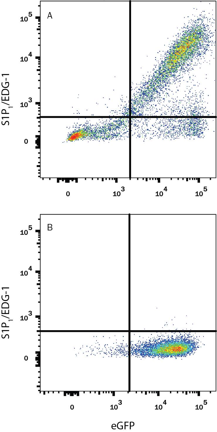 CHO Chinese hamster ovary cell line transfected with either (A) human S1P1/EDG-1 or (B) irrelevant transfectants and eGFP were stained with Mouse Anti-Human S1P1/EDG-1 Monoclonal Antibody (Catalog # MAB2016) followed by Phycoerythrin-conjugated Anti-Mouse IgG Secondary Antibody (Catalog # F0102B). Quadrant markers were set based on control antibody staining (Catalog # MAB0041). View our protocol for Staining Membrane-associated Proteins.