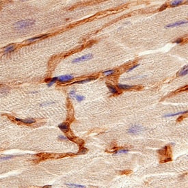 Immunohistochemistry S1P1/EDG-1 Antibody (713412) [Unconjugated]