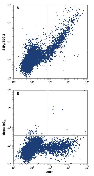 NS0 mouse myeloma cell line transfected with human S1P3/EDG-3 and eGFP was stained with either (A) Mouse Anti-Human S1P3/EDG-3 PE-conjugated Monoclonal Antibody (Catalog # FAB7524P) or (B) Mouse IgG2APhycoerythrin Isotype Control (Catalog # IC003P). View our protocol for Staining Membrane-associated Proteins.