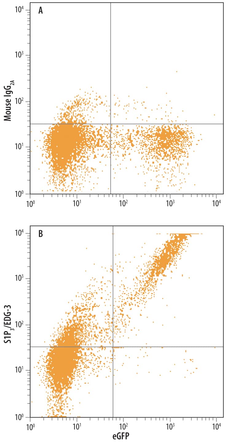 Human S1P3/EDG-3 and eGFP co-transfectants were stained with either (A) Mouse IgG2A Isotype Control (Catalog # MAB003) or (B) Mouse Anti-Human S1P3/EDG-3 Monoclonal Antibody (Catalog # MAB7524) followed by Allophycocyanin-conjugated Anti-Mouse IgG Secondary Antibody (Catalog # F0101B).