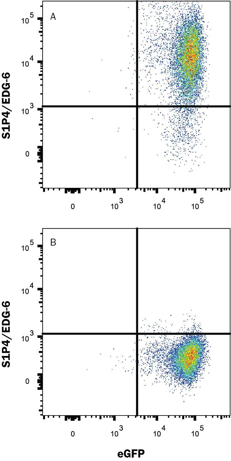 HEK293 human embryonic kidney cell line transfected with either (A) human S1P4/EDG-6 or (B) irrelevant protein and eGFP was stained with Mouse Anti-Human S1P4/EDG-6 Monoclonal Antibody (Catalog # MAB10321) followed by Allophycocyanin-conjugated Anti-Mouse IgG Secondary Antibody (Catalog # F0101B). Quadrant markers were set based on control antibody staining (Catalog # MAB0041). View our protocol for Staining Membrane-associated Proteins.