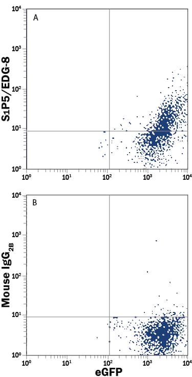 HEK293 human embryonic kidney cell line transfected with human S1P5/EDG-8 and eGFP were stained with either (A) Mouse Anti-Human S1P5/EDG-8 Monoclonal Antibody (Catalog # MAB3964) or (B) Mouse IgG2BFlow Cytometry Isotype Control (Catalog # MAB0041). View our protocol for Staining Membrane-associated Proteins.