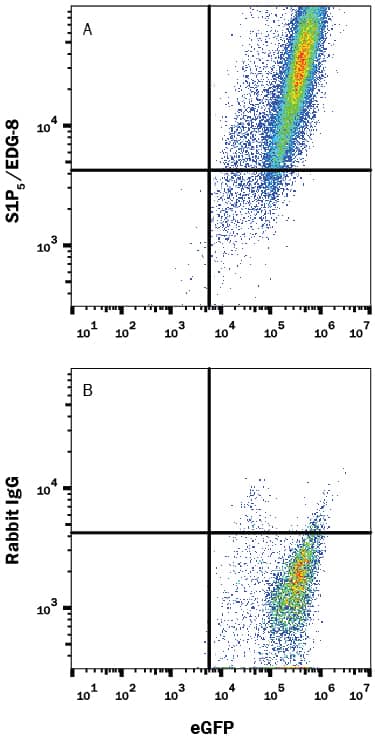 HEK293 human embryonic kidney cell line transfected with mouse S1P5/EDG-8 and eGFP were stained with and either (A) Rabbit Anti-Mouse S1P5/EDG-8 Monoclonal Antibody (Catalog # MAB9084) or (B) Normal Rabbit IgG Control (Catalog # AB-105-C) followed by Phycoerythrin-conjugated Anti-Mouse IgG Secondary Antibody (Catalog # F0102B). View our protocol for Staining Membrane-associated Proteins.