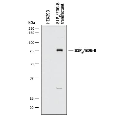 Western blot shows lysates of HEK293 human embryonic kidney cell line either mock transfected or transfected with mouse S1P5. PVDF membrane was probed with 1 µg/mL of Rabbit Anti-Mouse S1P5/EDG-8 Monoclonal Antibody (Catalog # MAB9084) followed by HRP-conjugated Anti-Rabbit IgG Secondary Antibody (Catalog # HAF008). A specific band was detected for S1P5/EDG-8 at approximately 75 kDa (as indicated). This experiment was conducted under reducing conditions and using Immunoblot Buffer Group 1.