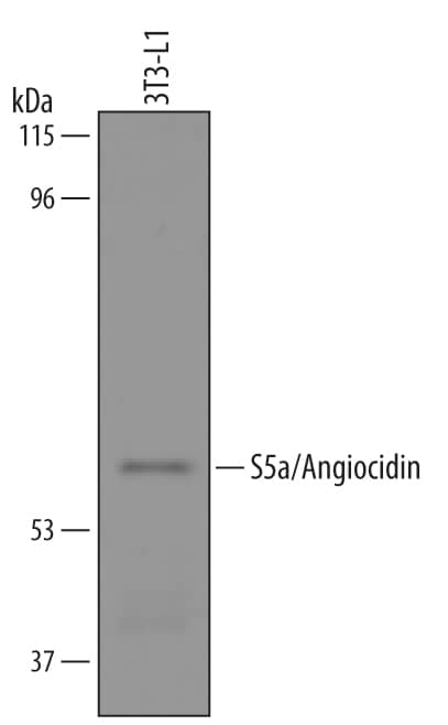 Western blot shows lysates of 3T3-L1 mouse embryonic fibroblast adipose-like cell line. PVDF membrane was probed with 1 µg/mL of Goat Anti-Mouse S5a/Angiocidin Antigen Affinity-purified Polyclonal Antibody (Catalog # AF5540) followed by HRP-conjugated Anti-Goat IgG Secondary Antibody (Catalog # HAF019). A specific band was detected for S5a/Angiocidin at approximately 55 kDa (as indicated). This experiment was conducted under reducing conditions and using Immunoblot Buffer Group 8.