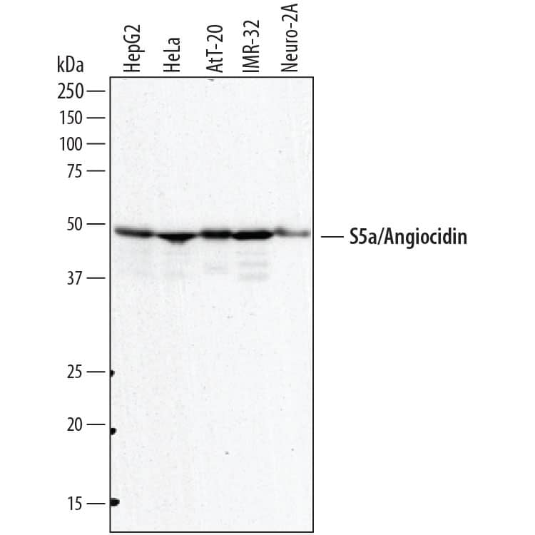 Western blot shows lysates of HepG2 human hepatocellular carcinoma cell line, HeLa human cervical epithelial carcinoma cell line, AtT-20 mouse pituitary tumor cell line, IMR-32 human neuroblastoma cell line, and Neuro-2A mouse neuroblastoma cell line. PVDF membrane was probed with 2 µg/mL of Sheep Anti-Human/Mouse S5a/Angiocidin Antigen Affinity-purified Polyclonal Antibody (Catalog # AF8036) followed by HRP-conjugated Anti-Sheep IgG Secondary Antibody (Catalog # HAF016). A specific band was detected for S5a/Angiocidin at approximately 50 kDa (as indicated). This experiment was conducted under reducing conditions and using Immunoblot Buffer Group 1.
