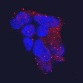 Immunocytochemistry SARM1 Antibody