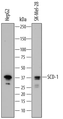 Western Blot SCD-1 Antibody [Unconjugated]