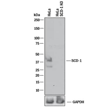 Western blot shows lysates of HeLa human cervical epithelial carcinoma parental cell line and SCD-1 knockout HeLa cell line (KO). PVDF membrane was probed with 0.5 µg/mL of Sheep Anti-Human SCD-1 Antigen Affinity-purified Polyclonal Antibody (Catalog # AF7550) followed by HRP-conjugated Anti-Sheep IgG Secondary Antibody (HAF016). A specific band was detected for SCD-1 at approximately 41 kDa (as indicated) in the parental HeLa cell line, but is not detectable in knockout HeLa cell line. GAPDH (AF5718) is shown as a loading control. This experiment was conducted under reducing conditions and using Immunoblot Buffer Group 1.