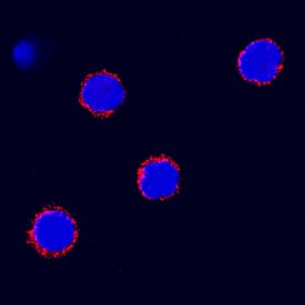 SCF/c-kit Ligand was detected in immersion fixed canine peripheral blood mononuclear cells (PBMCs) using Goat Anti-Canine SCF/c-kit Ligand Antigen Affinity-purified Polyclonal Antibody (Catalog # AF2278) at 15 µg/mL for 3 hours at room temperature. Cells were stained using the NorthernLights™ 557-conjugated Anti-Goat IgG Secondary Antibody (red; Catalog # NL001) and counterstained with DAPI (blue). Specific staining was localized to plasma membrane. View our protocol for Fluorescent ICC Staining of Non-adherent Cells.