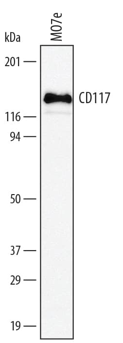 Western blot shows lysates of MO7e human megakaryocytic leukemic cell line. PVDF membrane was probed with 0.5 µg/mL of Rabbit Anti-Human CD117/c-kit Antigen Affinity-purified Polyclonal Antibody (Catalog # AF3267) followed by HRP-conjugated Anti-Rabbit IgG Secondary Antibody (Catalog # HAF008). A specific band was detected for CD117/c-kit at approximately 145 kDa (as indicated). This experiment was conducted under reducing conditions and using Immunoblot Buffer Group 1.