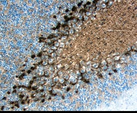 CD117/c-kit was detected in perfusion fixed frozen sections of mouse brain (cerebellum) using 10 µg/mL Rat Anti-Mouse CD117/c-kit Monoclonal Antibody (Catalog # MAB1356) overnight at 4 °C. Tissue was stained with the Anti-Rat HRP-DAB Cell & Tissue Staining Kit (brown; Catalog # CTS017) and counterstained with hematoxylin (blue). Specific labeling was localized to Bergmann glial cells located around Purkinje cells. View our protocol for Chromogenic IHC Staining of Frozen Tissue Sections.