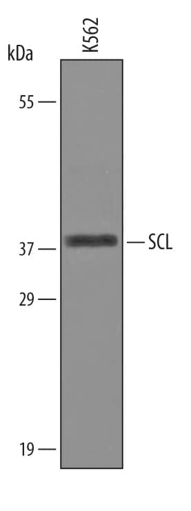 Western blot shows lysates of K562 human chronic myelogenous leukemia cell line. PVDF Membrane was probed with 1 µg/mL of Goat Anti-Human SCL/Tal1 Antigen Affinity-purified Polyclonal Antibody (Catalog # AF3360) followed by HRP-conjugated Anti-Goat IgG Secondary Antibody (Catalog # HAF019). A specific band was detected for SCL/Tal1 at approximately 40 kDa (as indicated). This experiment was conducted under reducing conditions and using Immunoblot Buffer Group 8.