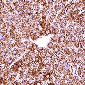 Immunohistochemistry SF20/MYDGF Antibody (2562A) [Unconjugated]