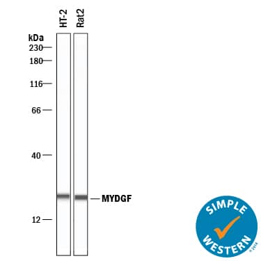 Simple Western SF20/MYDGF Antibody (2562A) [Unconjugated]