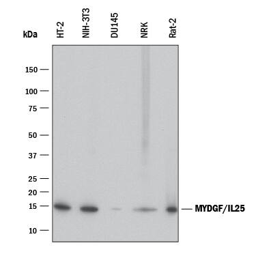 Western Blot SF20/MYDGF Antibody (2562A) [Unconjugated]