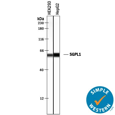 Simple Western SGPL1 Antibody [Unconjugated]
