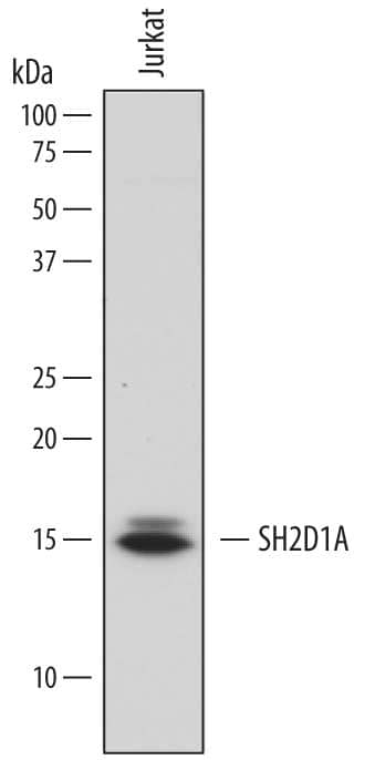 Western Blot SH2D1A Antibody