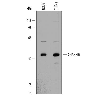 Western blot shows lysates of U2OS human osteosarcoma cell line and THP-1 human acute monocytic leukemia cell line. PVDF membrane was probed with 1 µg/mL of Sheep Anti-Human SHARPIN Antigen Affinity-purified Polyclonal Antibody (Catalog # AF8100) followed by HRP-conjugated Anti-Sheep IgG Secondary Antibody (Catalog # HAF016). A specific band was detected for SHARPIN at approximately 43 kDa (as indicated). This experiment was conducted under reducing conditions and using Immunoblot Buffer Group 1.