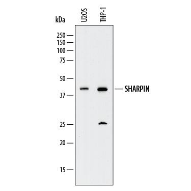 Western blot shows lysates of U2OS human osteosarcoma cell line and THP-1 human acute monocytic leukemia cell line. PVDF membrane was probed with 2 µg/mL of Mouse Anti-Human SHARPIN Monoclonal Antibody (Catalog # MAB8100) followed by HRP-conjugated Anti-Mouse IgG Secondary Antibody (Catalog # HAF018). A specific band was detected for SHARPIN at approximately 43 kDa (as indicated). This experiment was conducted under reducing conditions and using Immunoblot Buffer Group 1.