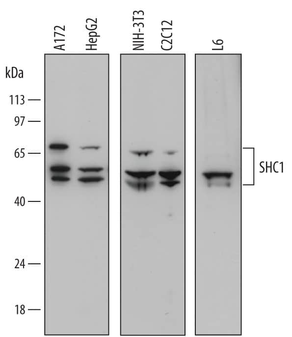 Western blot shows lysates of A172 human glioblastoma cell line, HepG2 human hepatocellular carcinoma cell line, NIH-3T3 mouse embryonic fibroblast cell line, C2C12 mouse myoblast cell line, and L6 rat myoblast cell line. PVDF membrane was probed with 0.5 µg/mL of Mouse Anti-Human/Mouse/Rat SHC1 Monoclonal Antibody (Catalog # MAB7129) followed by HRP-conjugated Anti-Mouse IgG Secondary Antibody (Catalog # HAF007). Specific bands were detected for SHC1 at approximately 66, 52, and 46 kDa (as indicated). This experiment was conducted under reducing conditions and using Immunoblot Buffer Group 1.